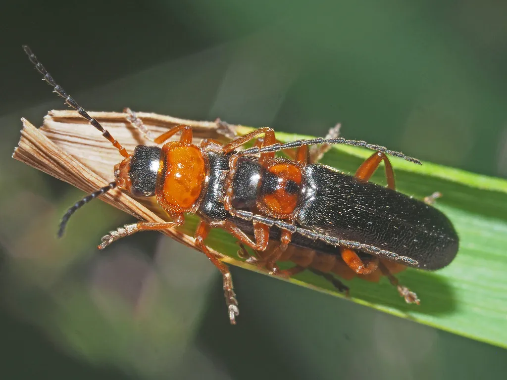 Cantharis flavilabris - photo 2