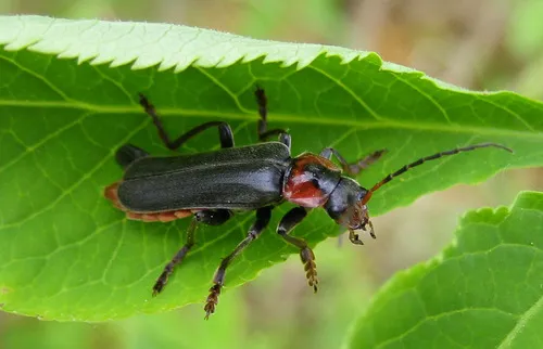 Dark Sailor Beetle
