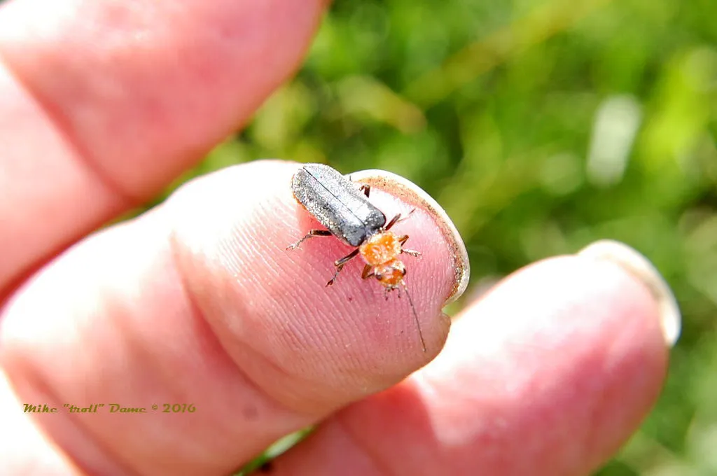Cantharis grandicollis - photo 2