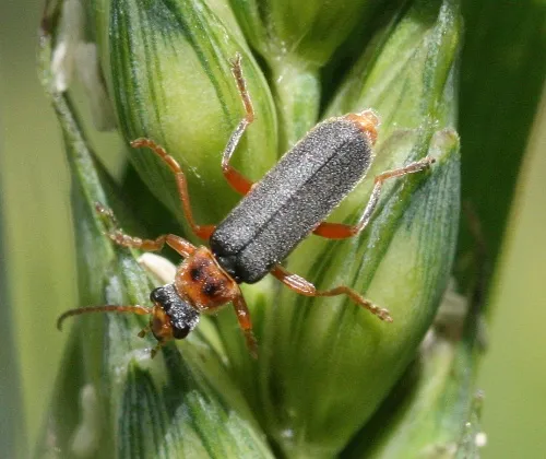 Cantharis lateralis