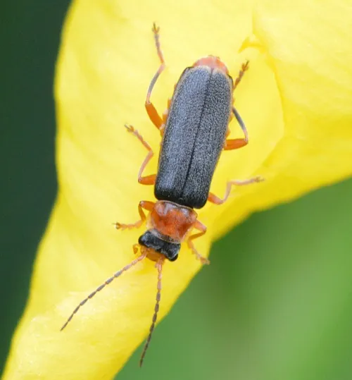 Cantharis lateralis - photo 2