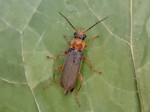 Cantharis lateralis - photo 3