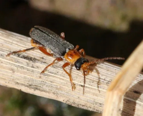 Cantharis lateralis - photo 4