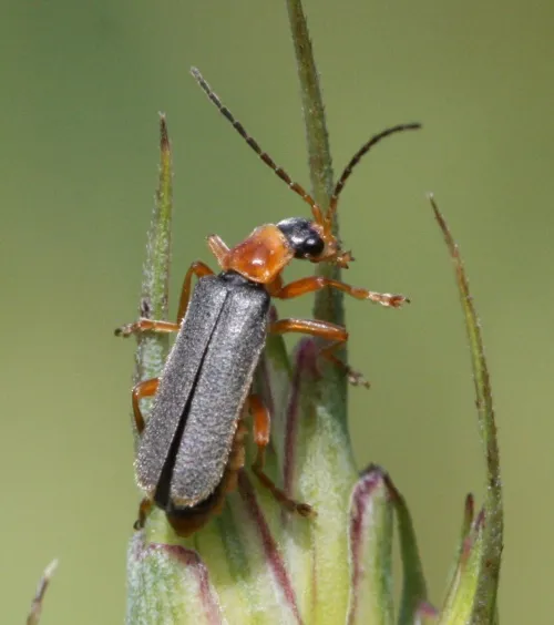 Cantharis lateralis - photo 5