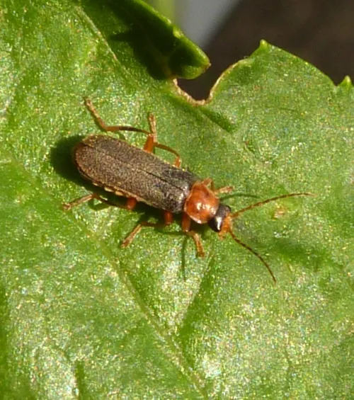 Cantharis lateralis - photo 6