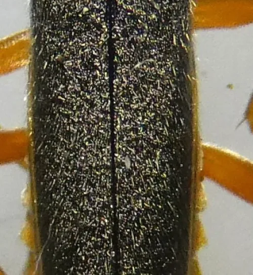 Cantharis lateralis - photo 7