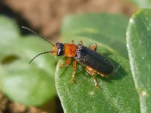 Cantharis lateralis - photo 8