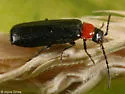 Cantharis lecontei