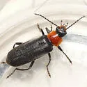 Cantharis lecontei - photo 2