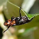 Cantharis lecontei - photo 3