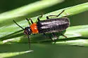 Cantharis lecontei - photo 4