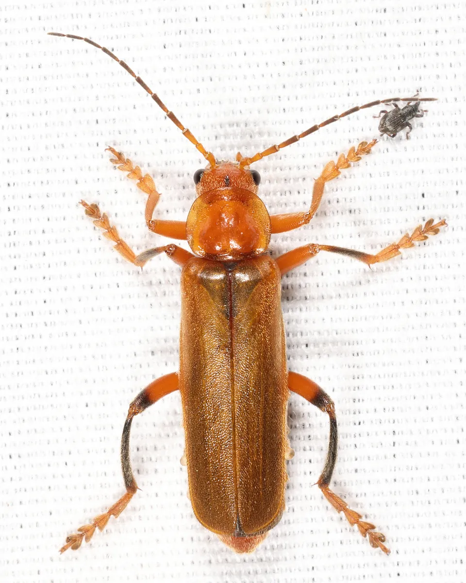 Cantharis livida - photo 2