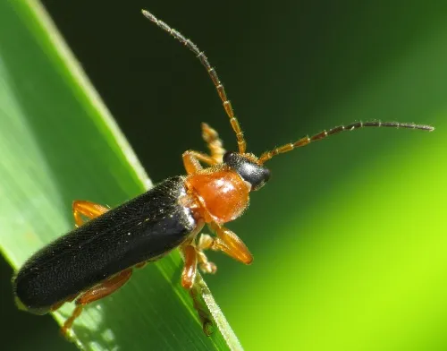 Cantharis nigra - photo 2