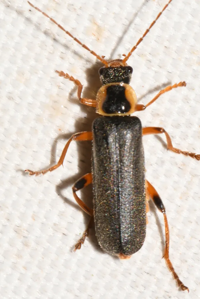 Cantharis nigricans - photo 2