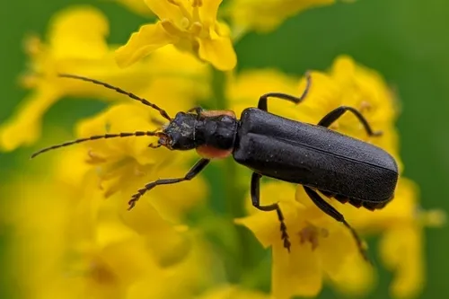 Cantharis obscura