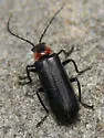 Cantharis oregona