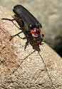 Cantharis oregona - photo 2