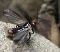 Cantharis oregona - photo 3