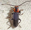 Cantharis oregona - photo 4