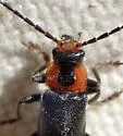 Cantharis oregona - photo 5