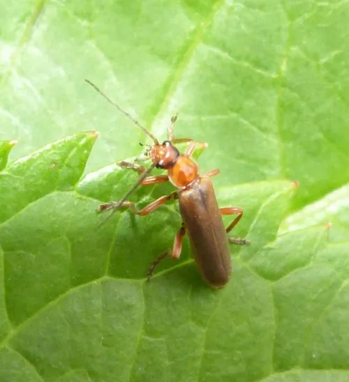 Cantharis pallida - Cantharis pallida