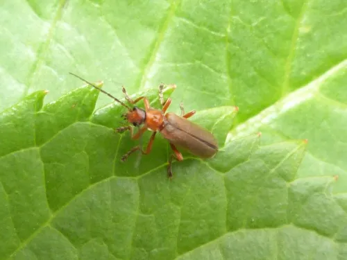 Cantharis pallida - photo 2