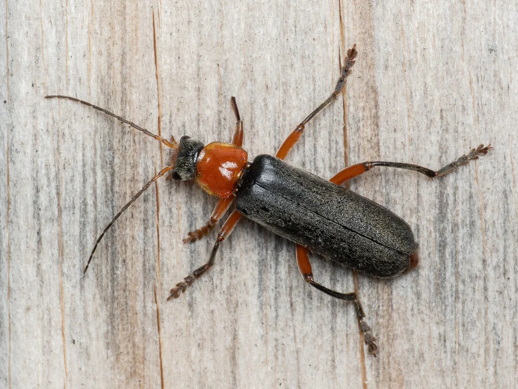Cantharis pellucida - photo 2