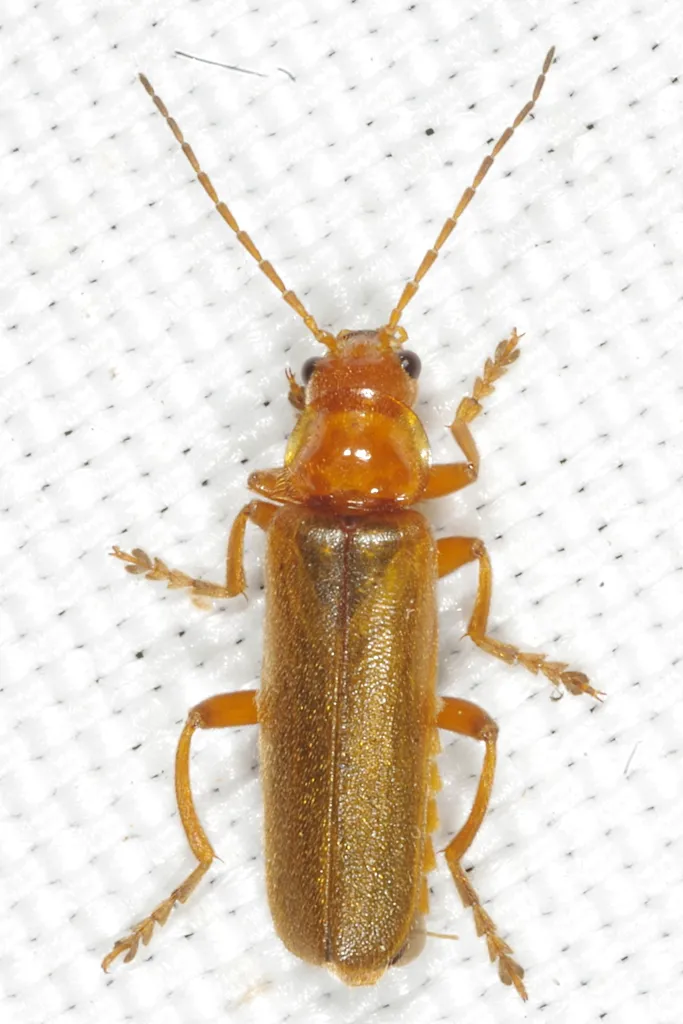 Cantharis rufa - photo 2