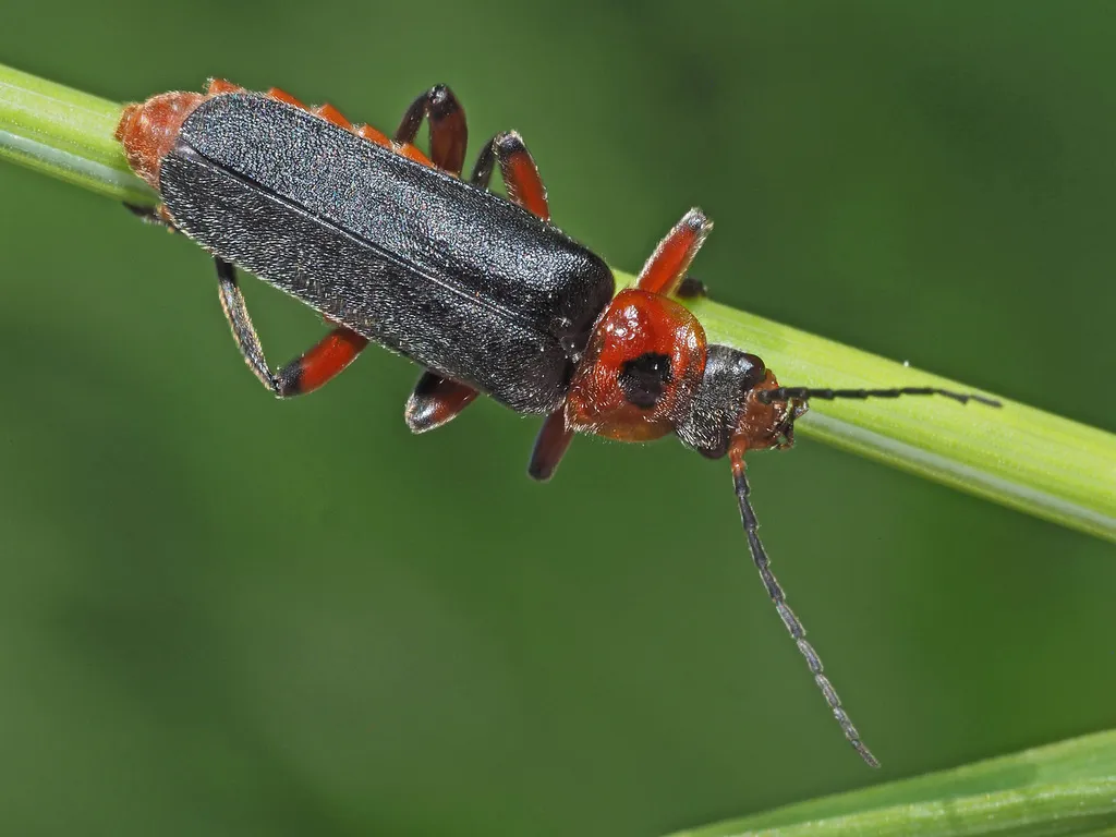 Cantharis rustica - photo 2