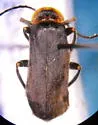 Cantharis transmarina