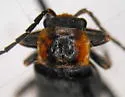 Cantharis transmarina - photo 2
