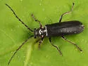Cantharis tuberculata - photo 2