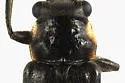 Cantharis tuberculata - photo 3