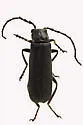 Cantharis tuberculata - photo 4