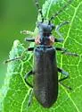 Cantharis tuberculata - photo 5