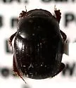 Canthidium macclevei - Canthidium macclevei