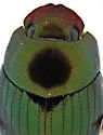 Canthidium macclevei - photo 2