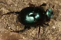 Canthon cyanellus