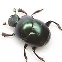 Canthon cyanellus - photo 2