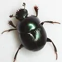 Canthon cyanellus - photo 3
