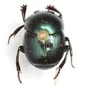 Canthon cyanellus - photo 4
