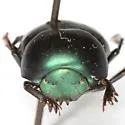 Canthon cyanellus - photo 5