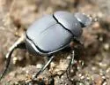 Canthon floridanus
