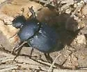Canthon floridanus - photo 2