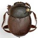 Canthon humectus