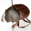 Canthon humectus - photo 2