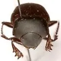 Canthon humectus - photo 3
