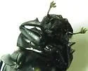 Canthon imitator - photo 4