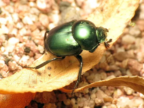 Canthon indigaceus