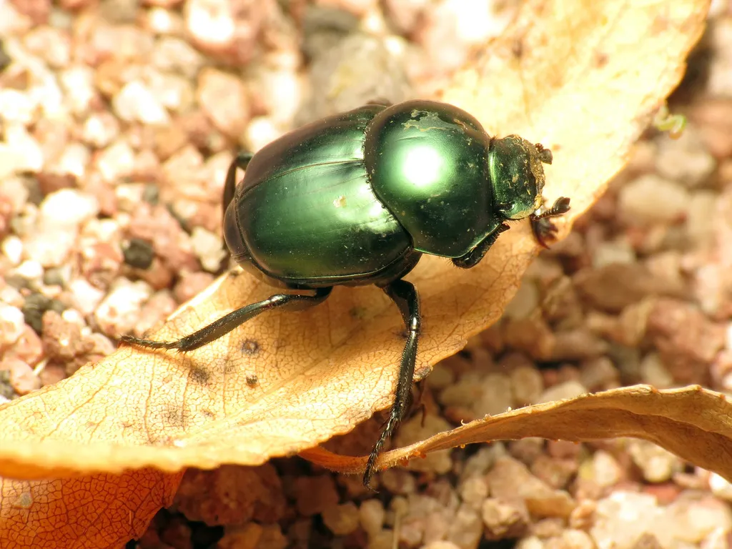 Canthon indigaceus - photo 2